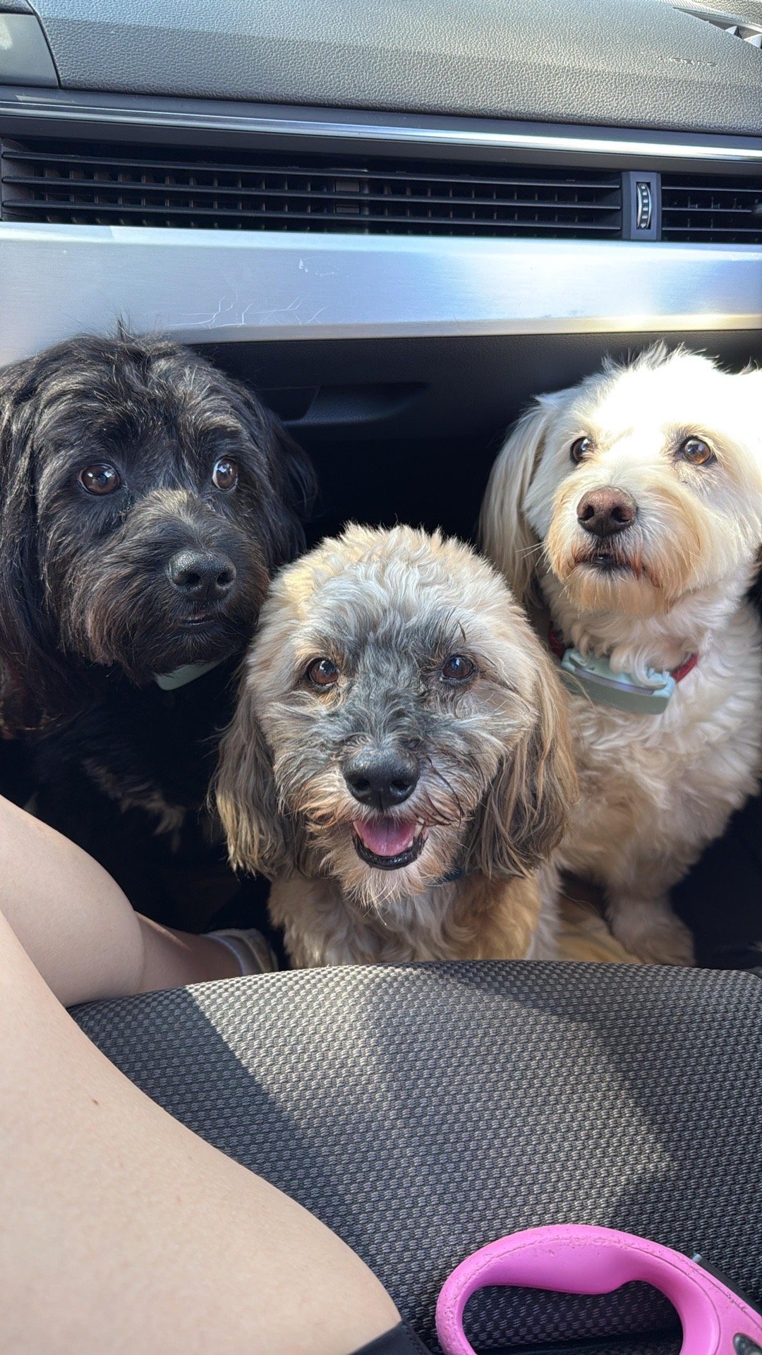 Isabella, pet sitter in Nijmegen, photo 1