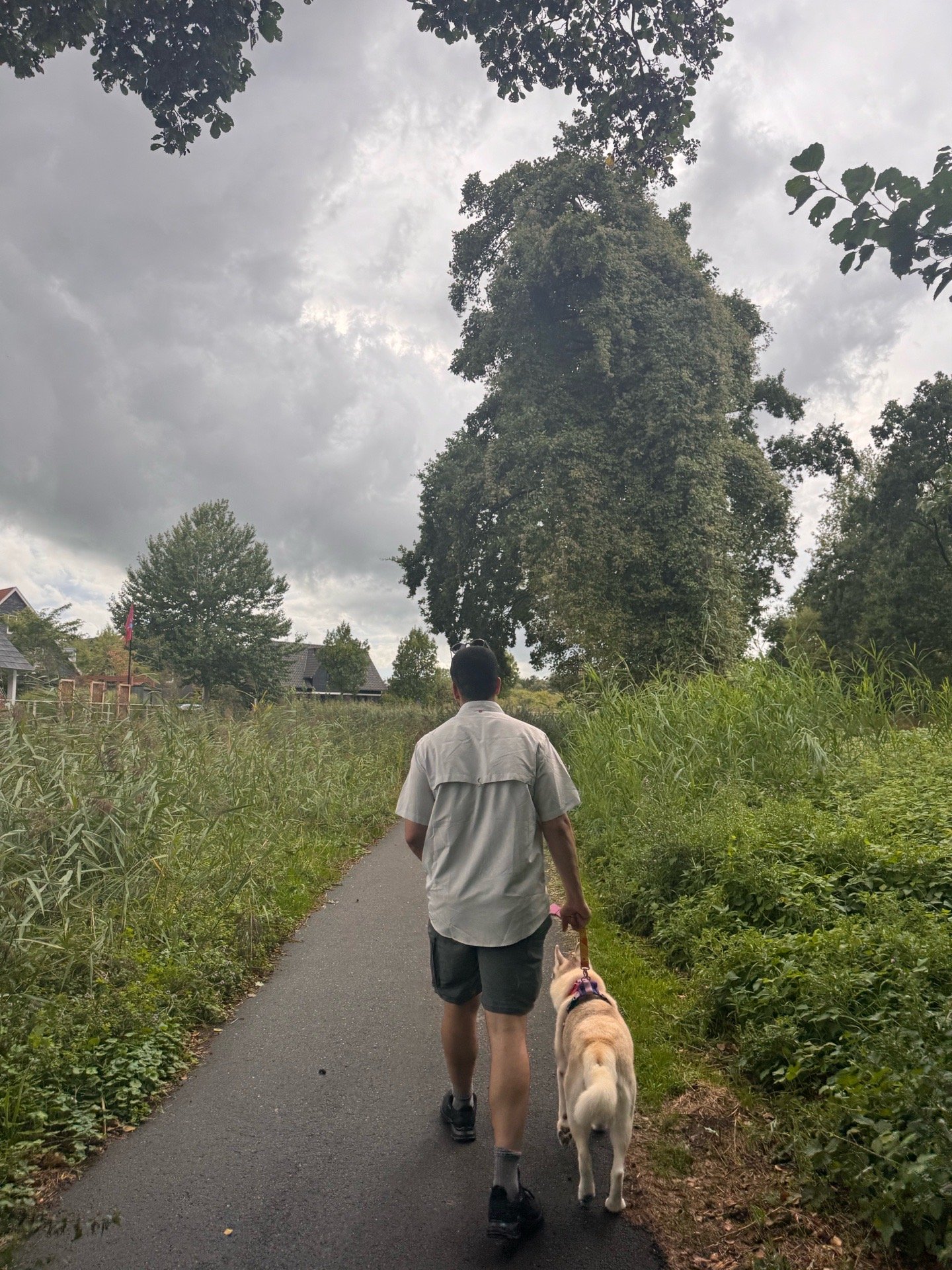 Navid, pet sitter in Arnhem, photo 5