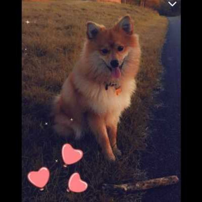 Sumira, pet sitter in 's-Gravenhage, photo 5