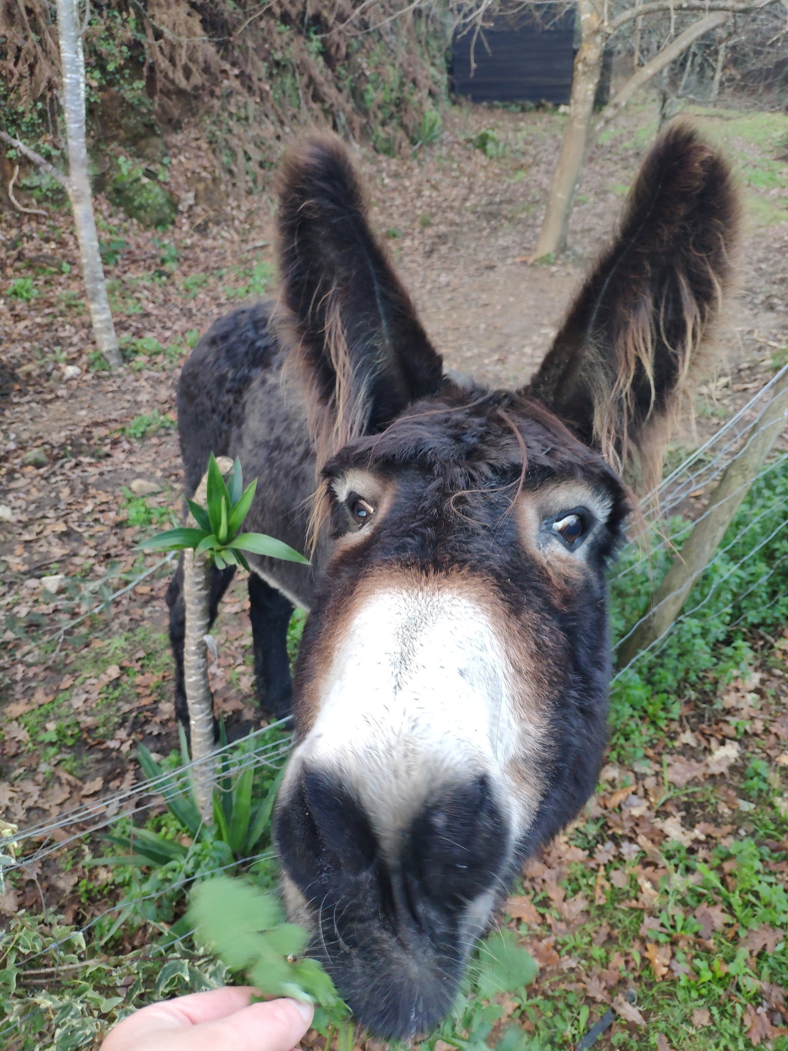 JOANNA, pet sitter in Nijmegen, photo 3