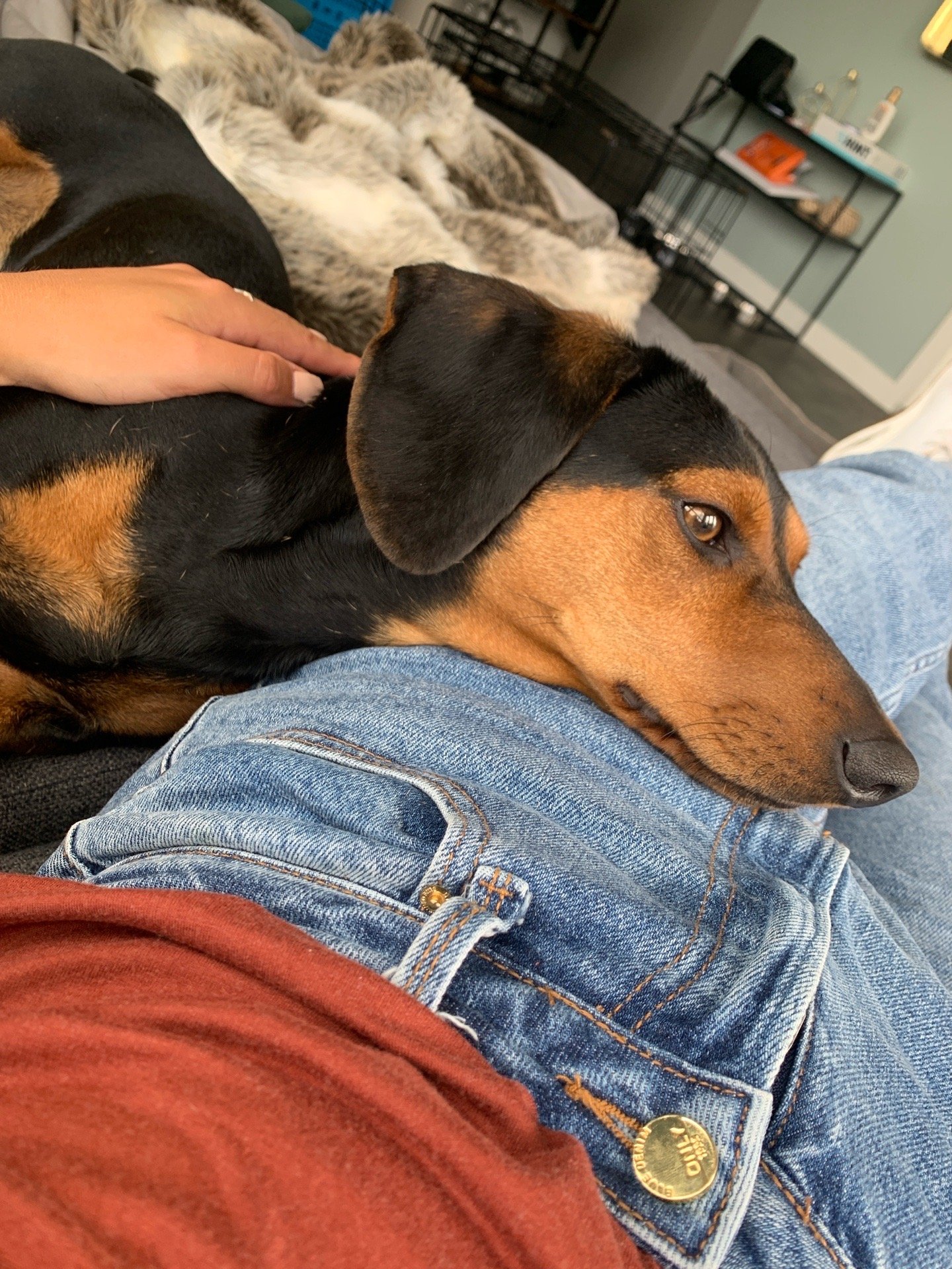 sabina, pet sitter in Zoetermeer, photo 3