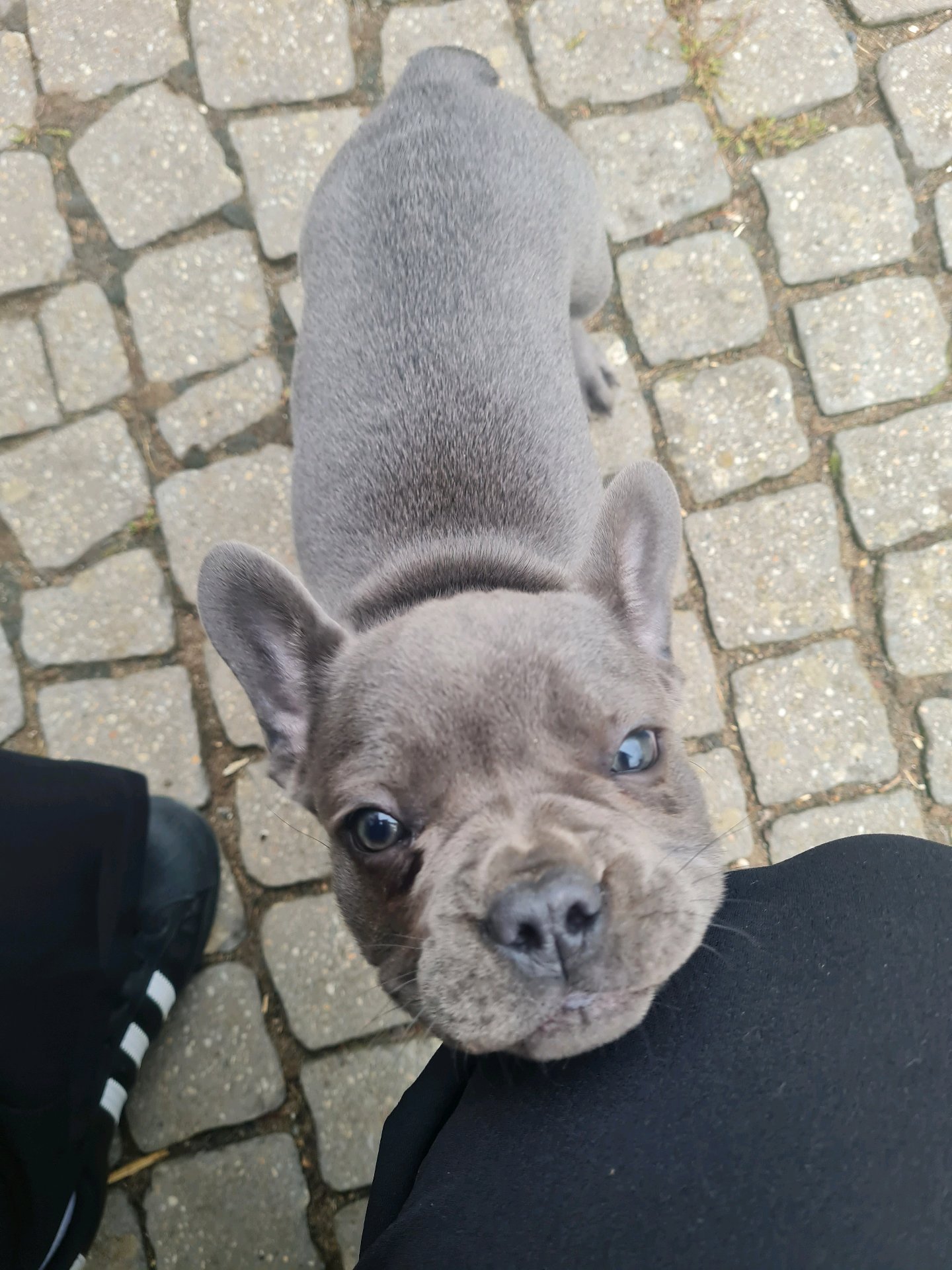 Franziska, pet sitter in Rösrath, photo 5