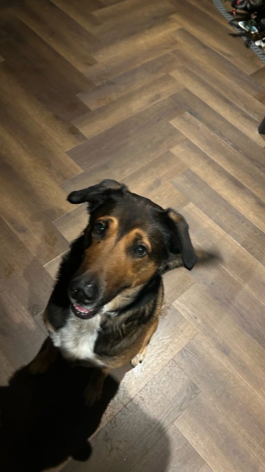 Martijn, pet sitter in Breda, photo 5