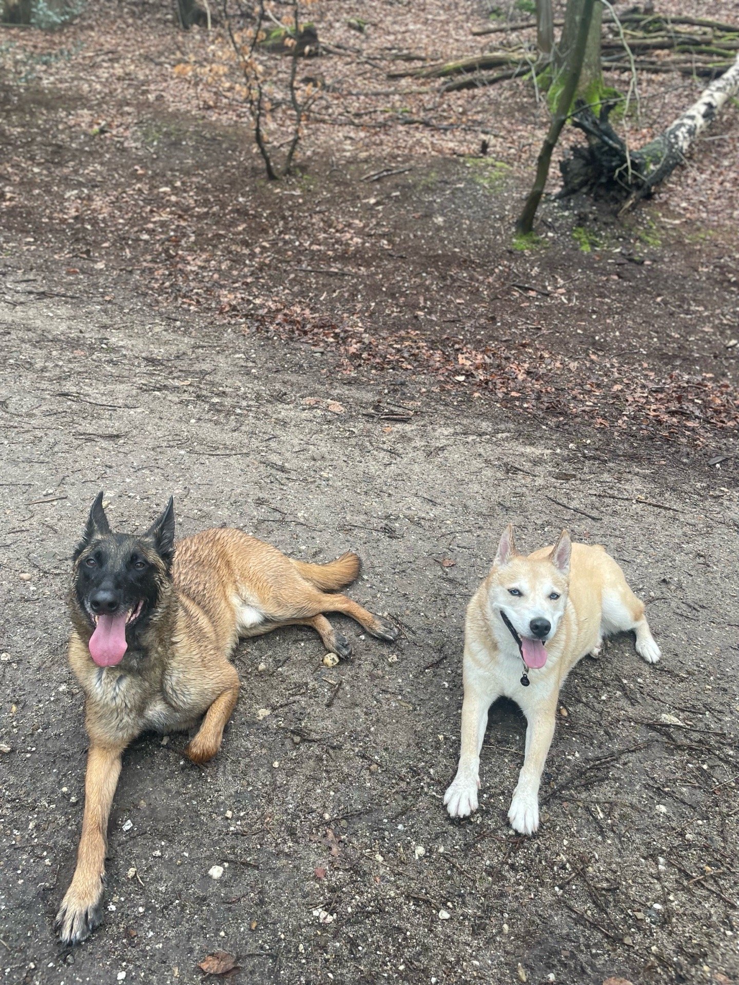 Su, pet sitter in Arnhem, photo 5