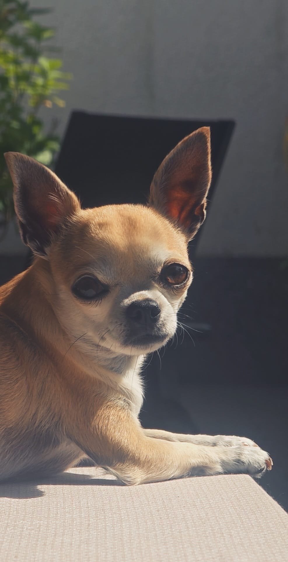 Mario, pet sitter in Wesseling, photo 1