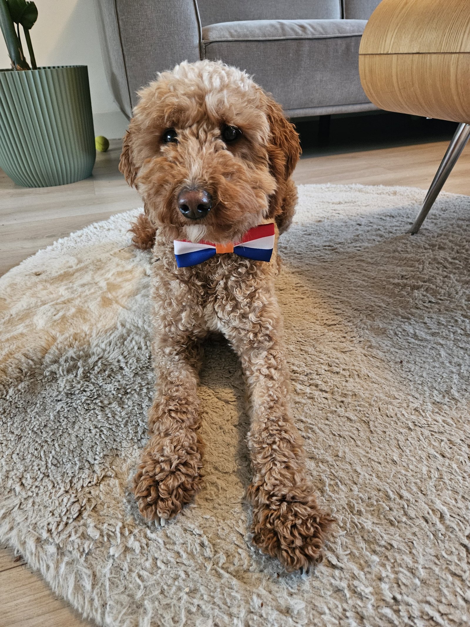 Anique, pet sitter in Arnhem, photo 3