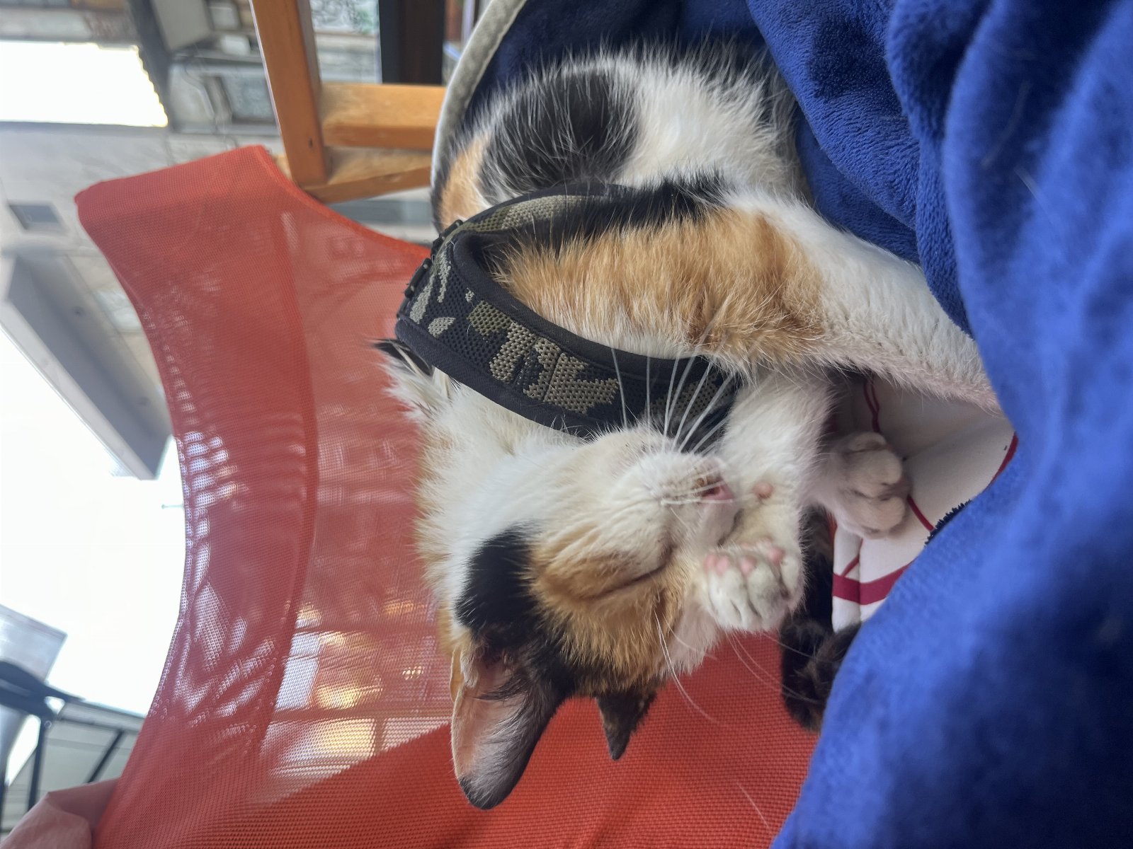 Maria, pet sitter in 's-Gravenhage, photo 5