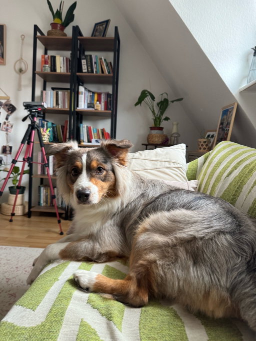 naz, Tiersitter in Nürnberg, Foto 2