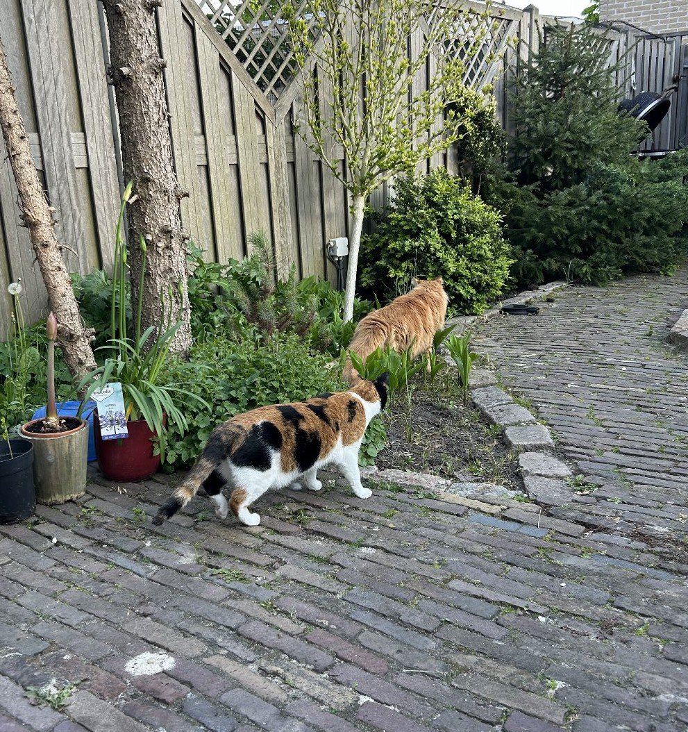 Anastasiia, dierenoppas in Almere, foto 5