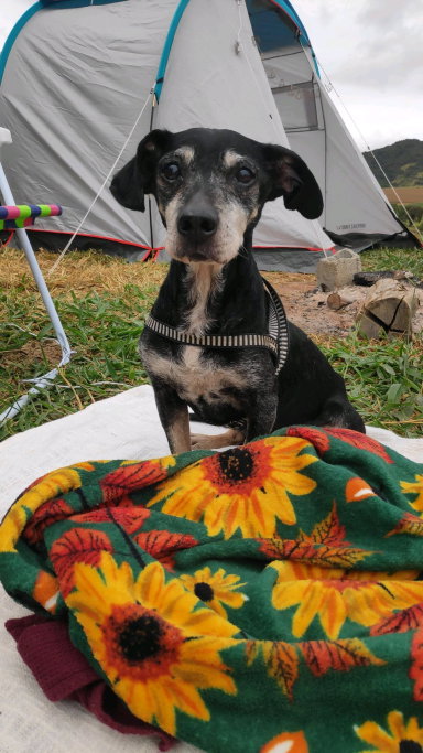 Bianca, pet sitter in Schiedam, photo 3
