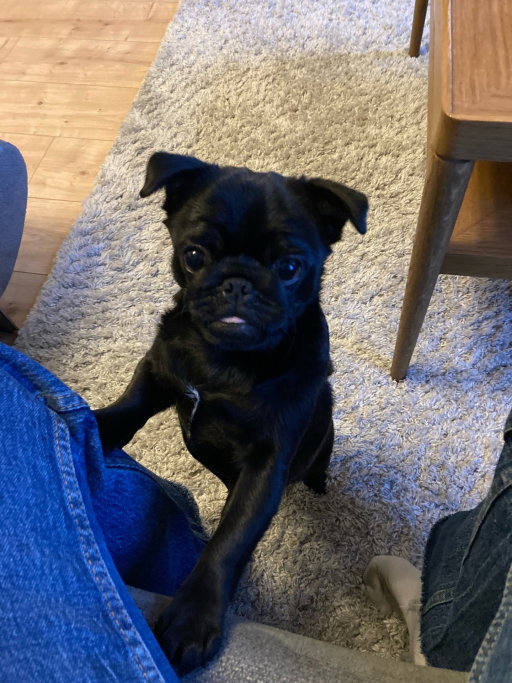 Sasha, Tiersitter in Berlin, Foto 1