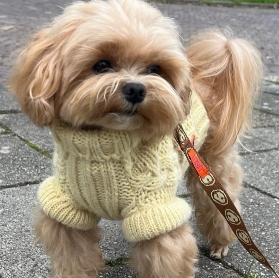 Azi, pet sitter in Arnhem, photo 5