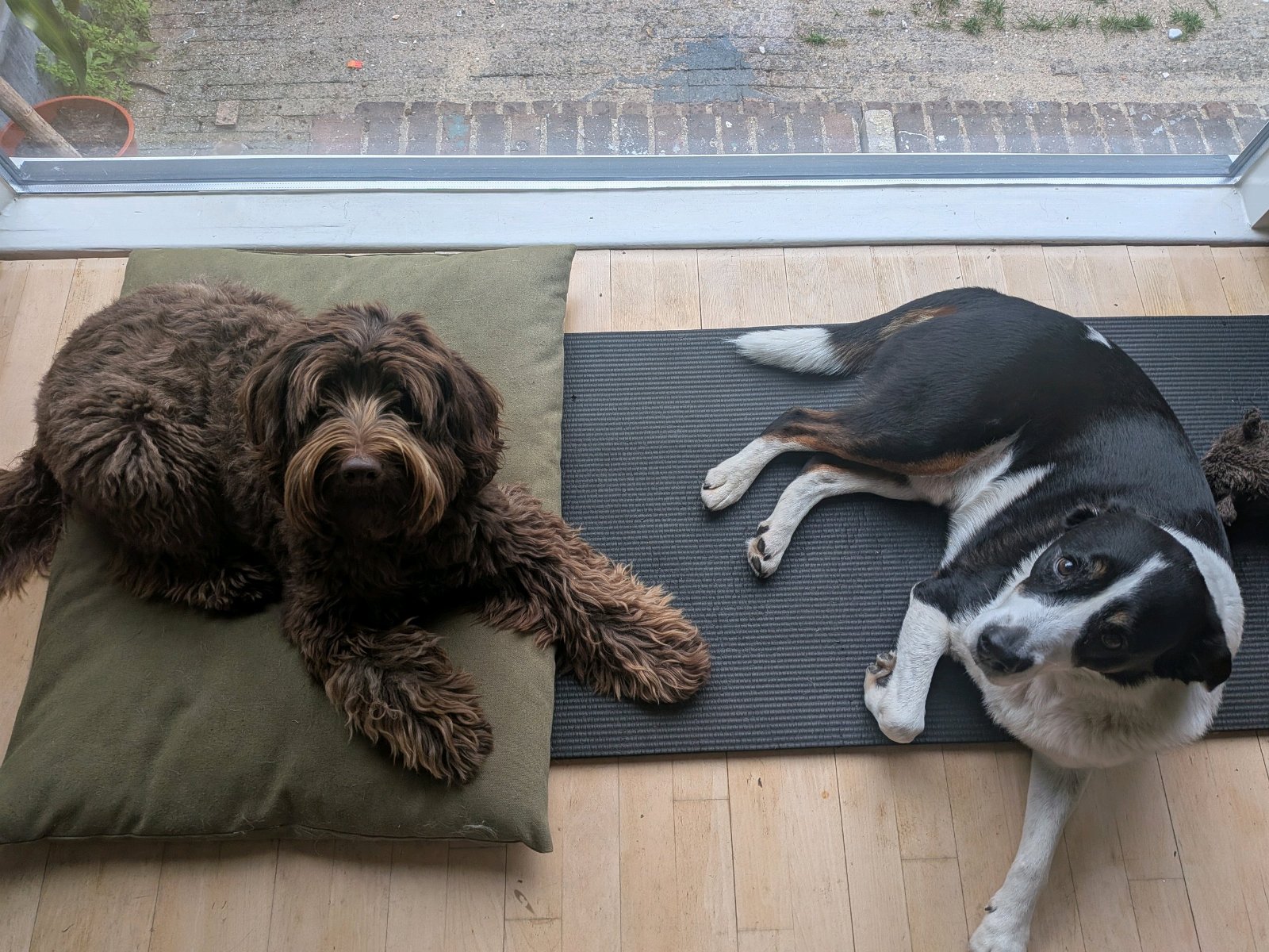 Berit & Shivara, pet sitter in Zaandam, photo 3