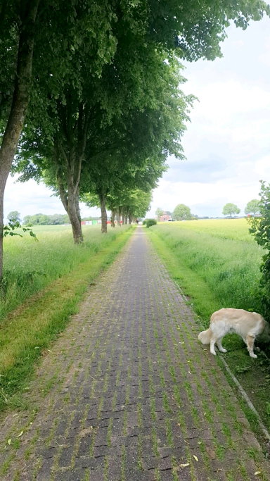 Nick, dierenoppas in Winschoten, foto 5