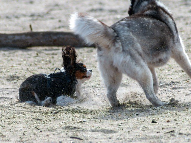 Gunta, pet sitter in Hilversum, photo 4