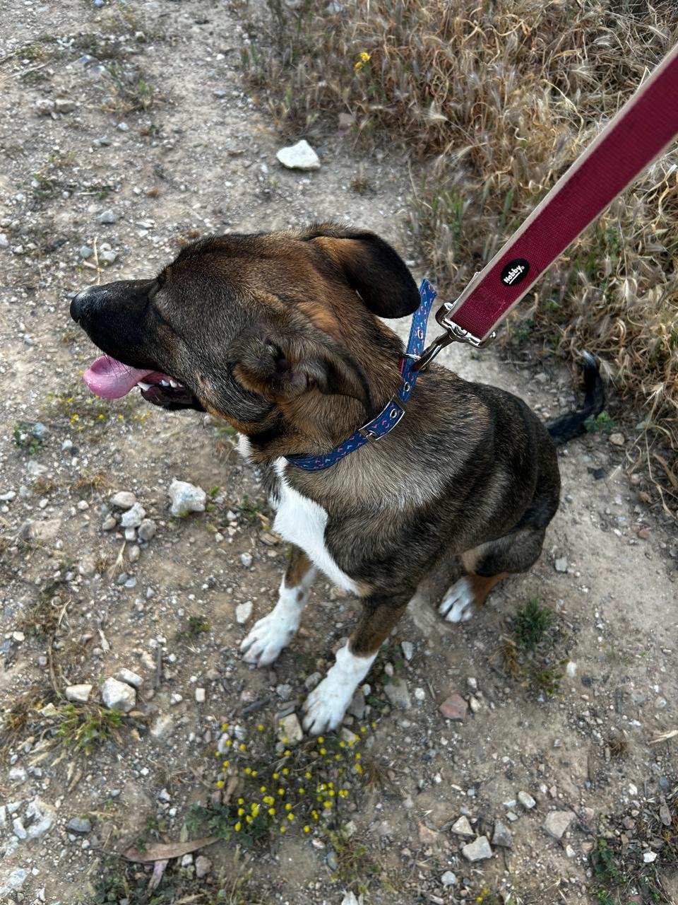 Mania Gesthimani, pet sitter in Leiden, photo 1