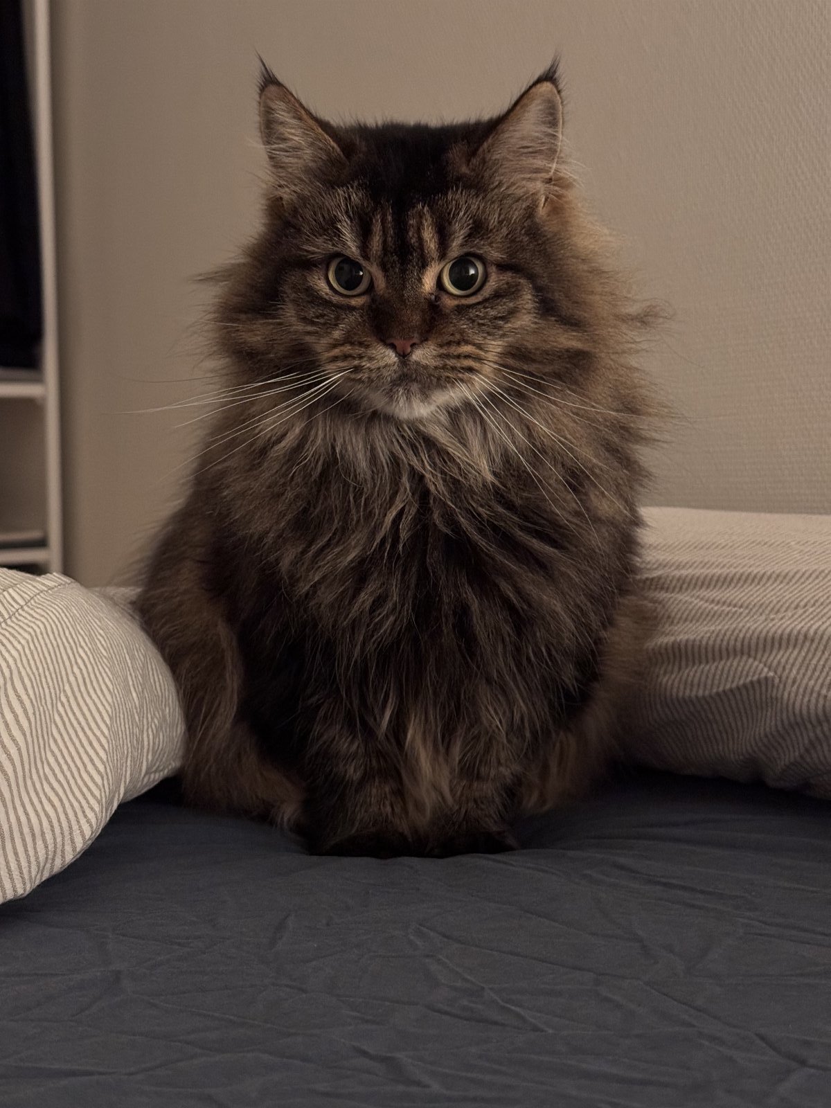 Beatriz, pet sitter in Heerlen, photo 3