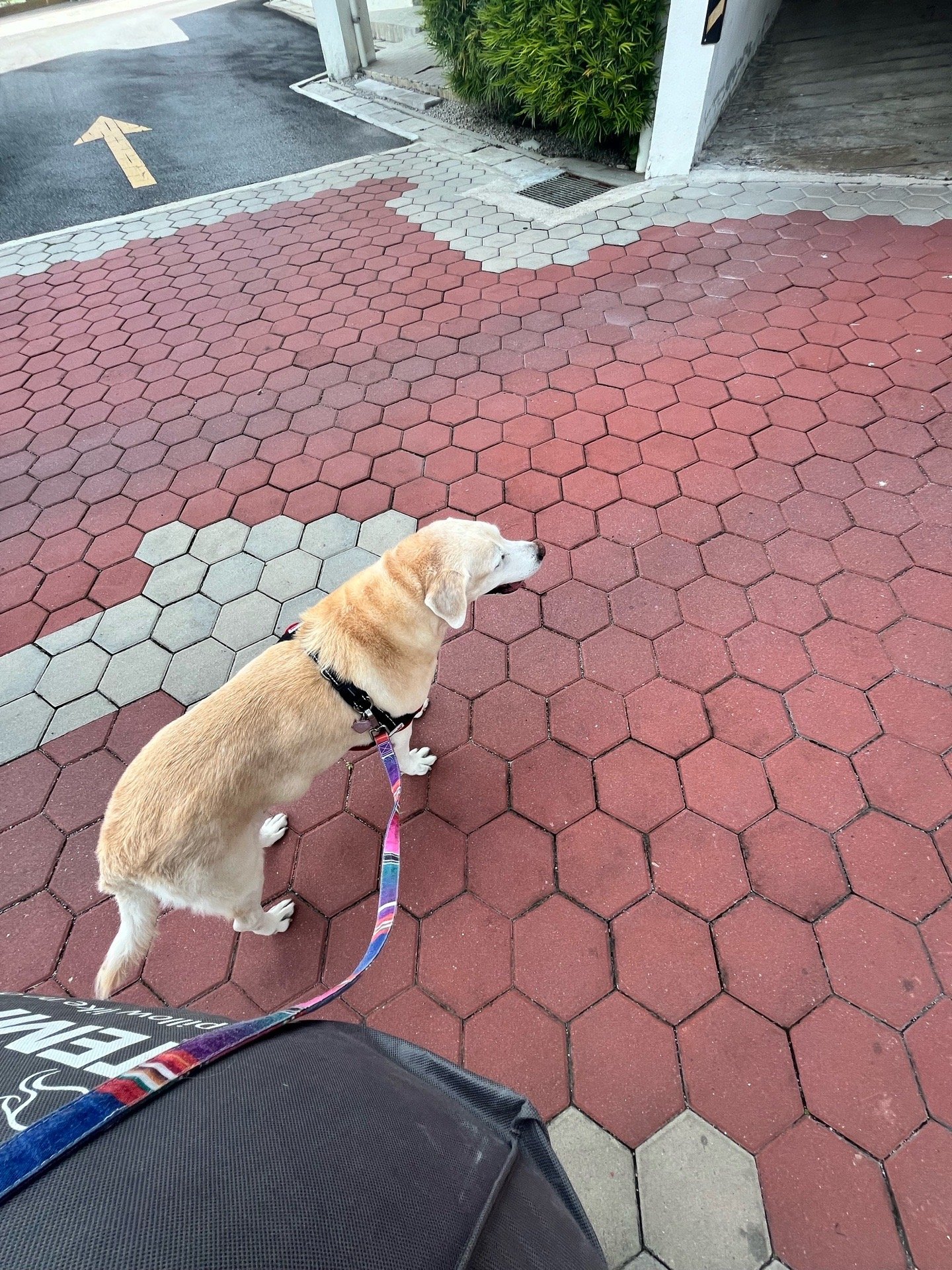 Jingxu, pet sitter in 's-Gravenhage, photo 5