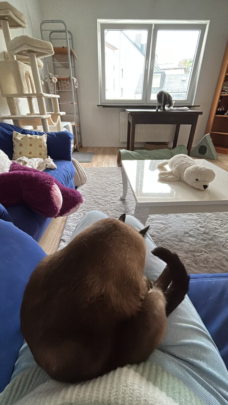 Olivia, Tiersitter in Frankfurt am Main, Foto 1