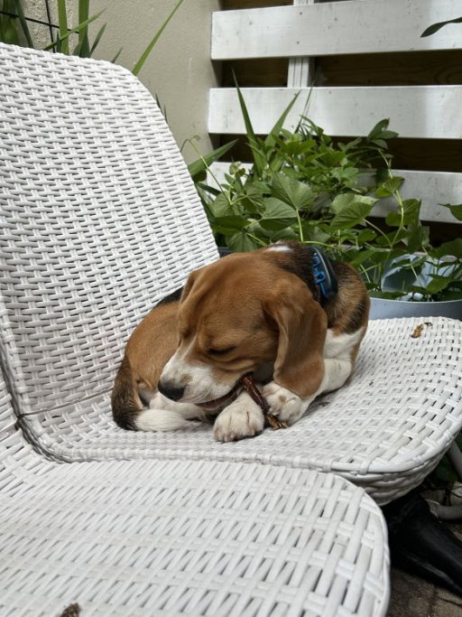 Jasmine, pet sitter in Amsterdam, photo 5