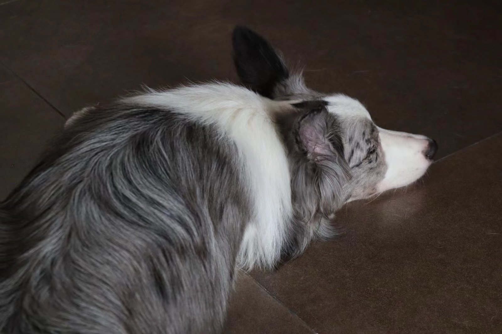 Oriel, pet sitter in Rotterdam, photo 3