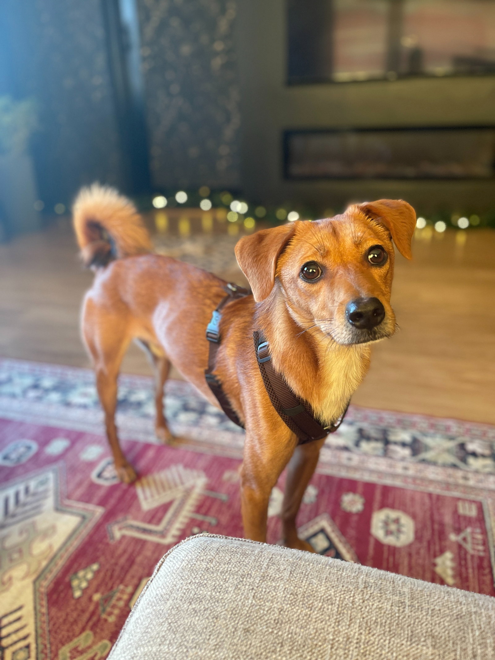 Marie-Alice, pet-sitter à Borgloon, photo 2