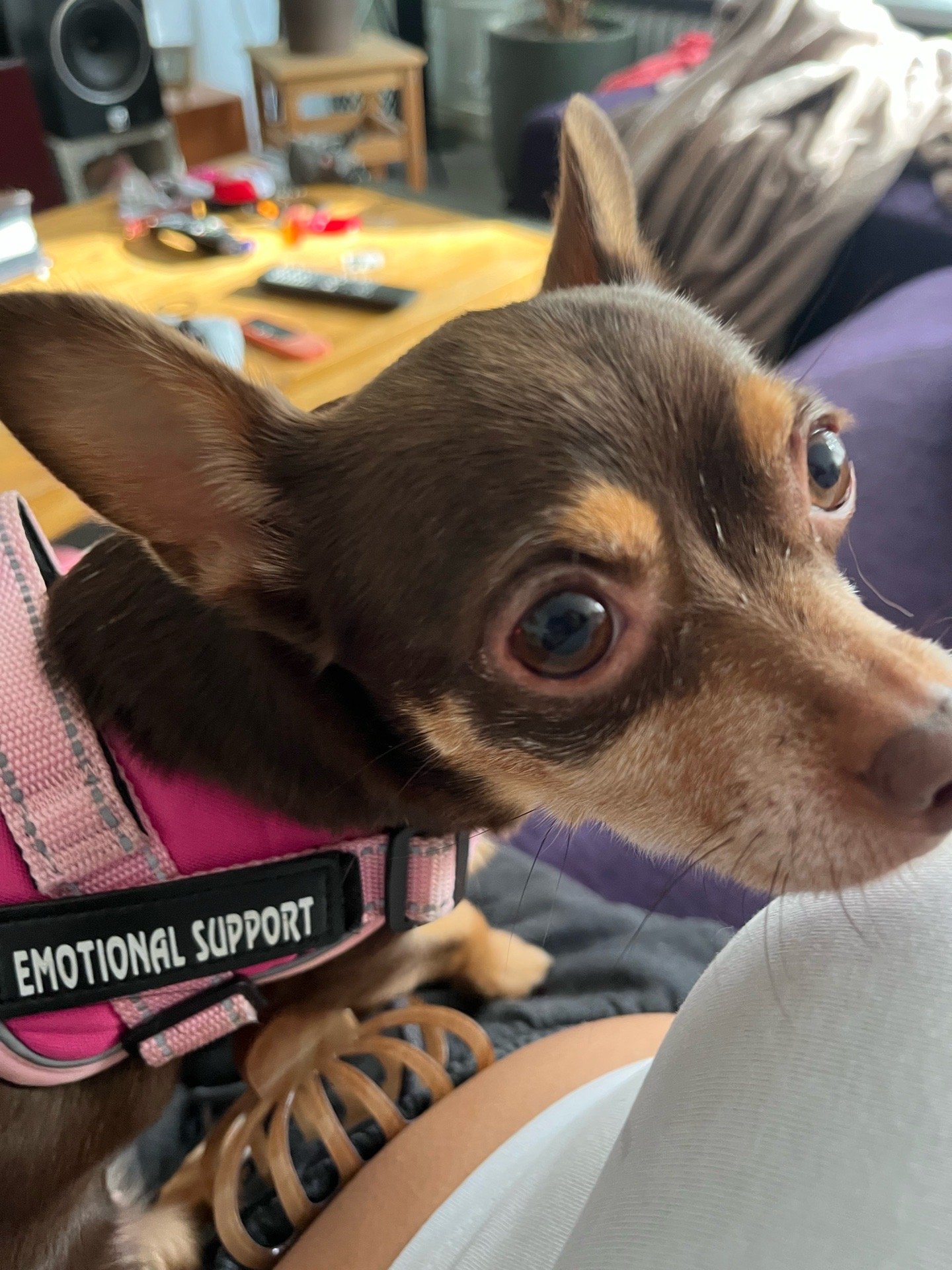 Adinda, pet sitter in Rijswijk, photo 1