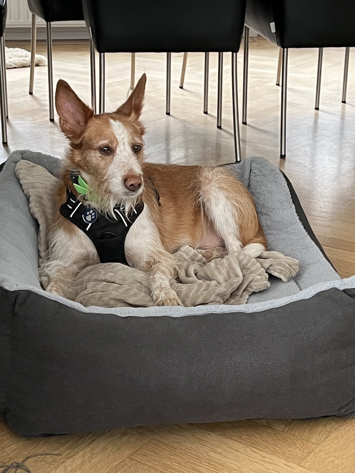 Antoinette, pet sitter in Voorschoten, photo 4