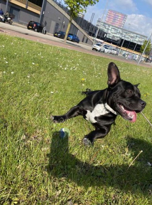 Maria, pet sitter in Rotterdam, photo 3