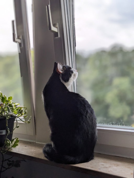 Anusha, pet sitter in Frankfurt am Main, photo 4