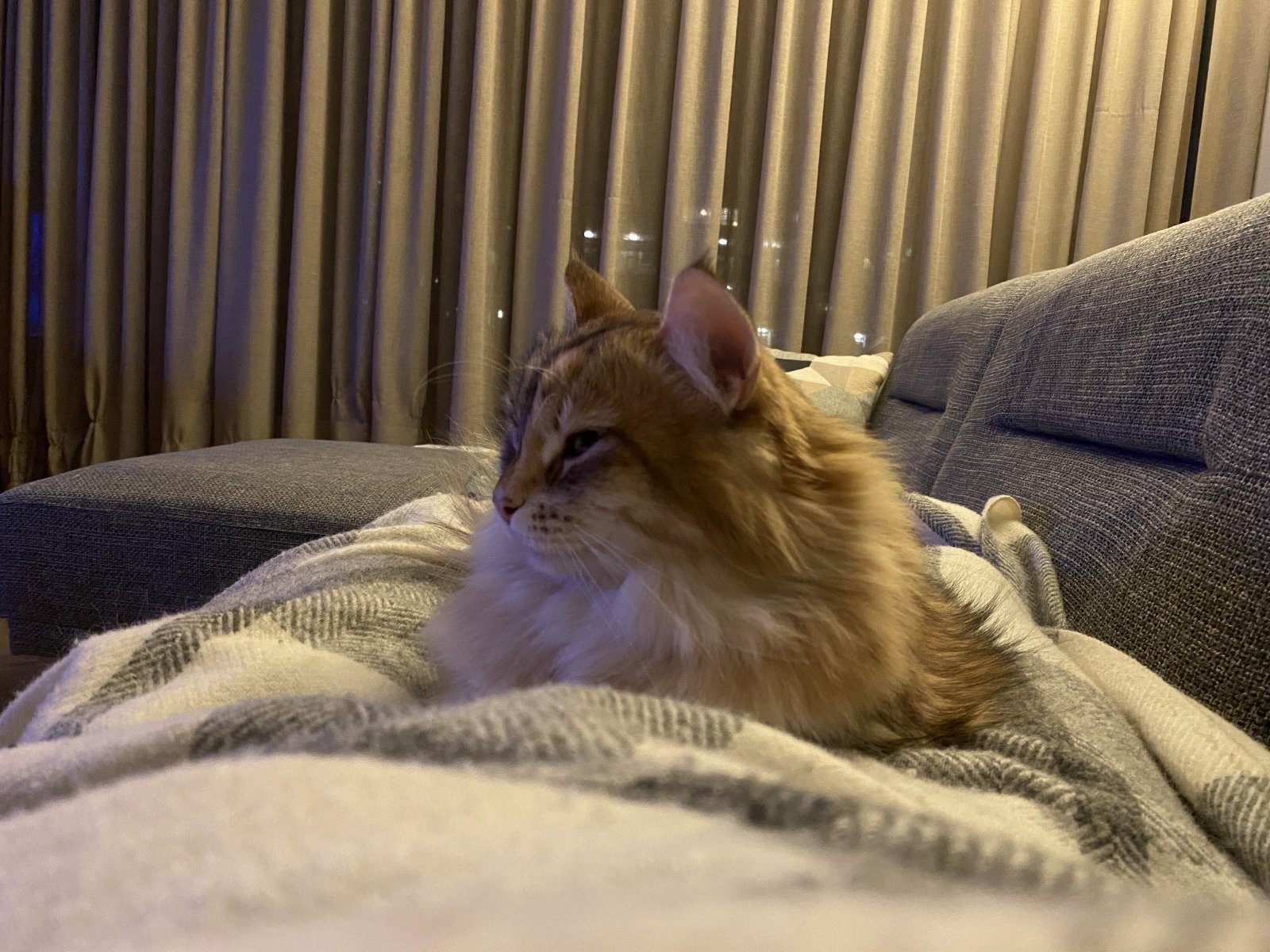 Anna.Franciszka, pet sitter in Voorburg, photo 2