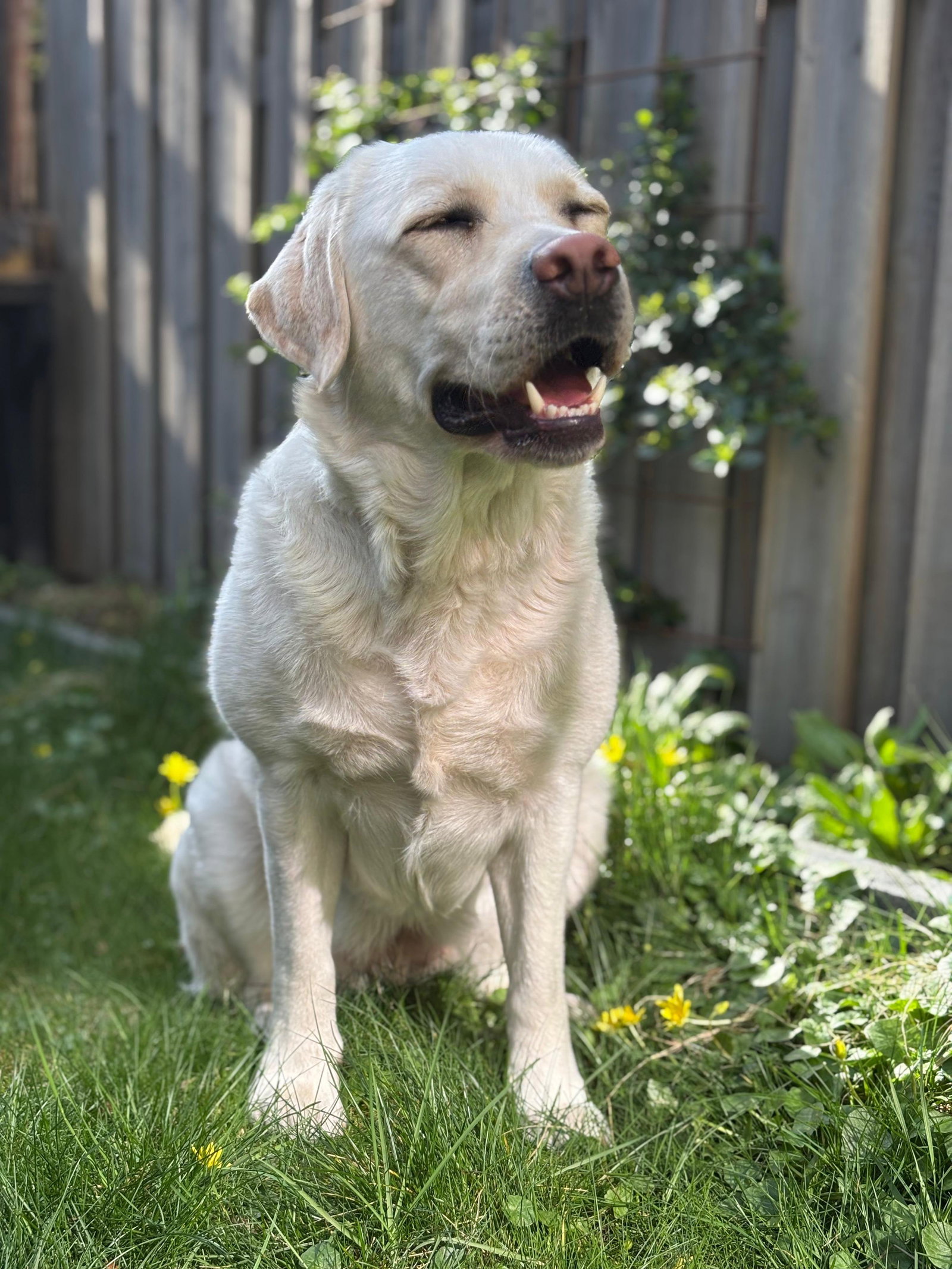 Leslie, pet sitter in Nijmegen, photo 3