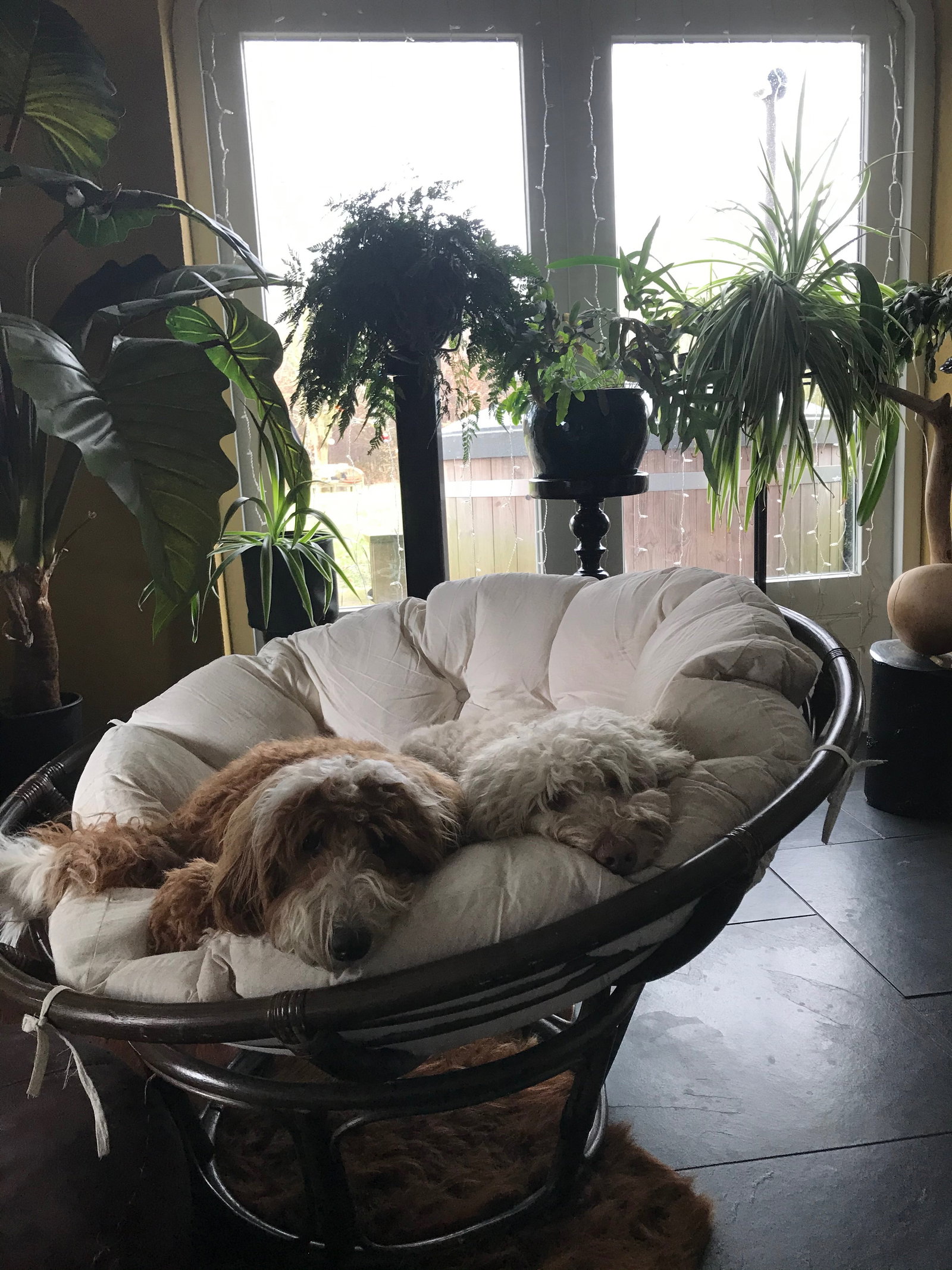 Barbra, pet sitter in Tripscompagnie, photo 4