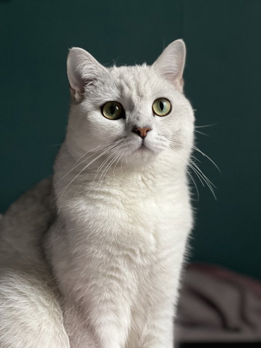 Twan, pet sitter in Amsterdam, photo 2