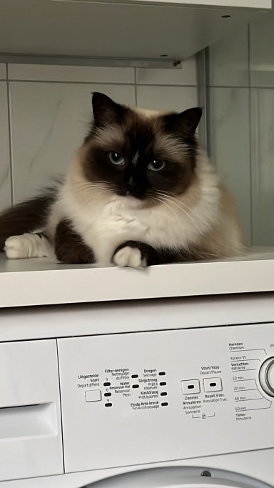 Eelco, dierenoppas in Rotterdam, foto 5