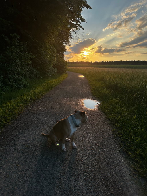 Emilia, pet sitter in München, photo 3