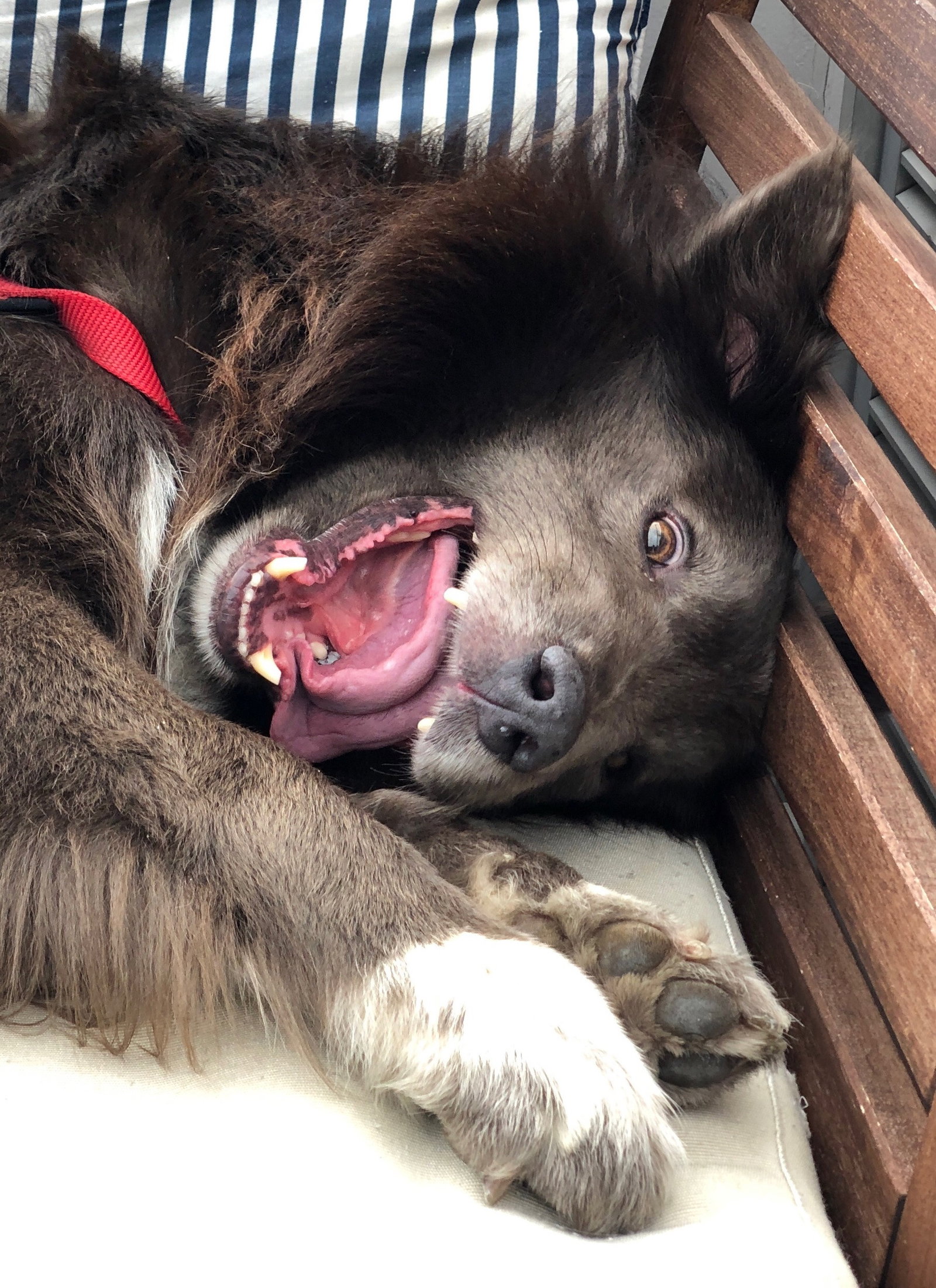 Josh, pet sitter in Notter, photo 1