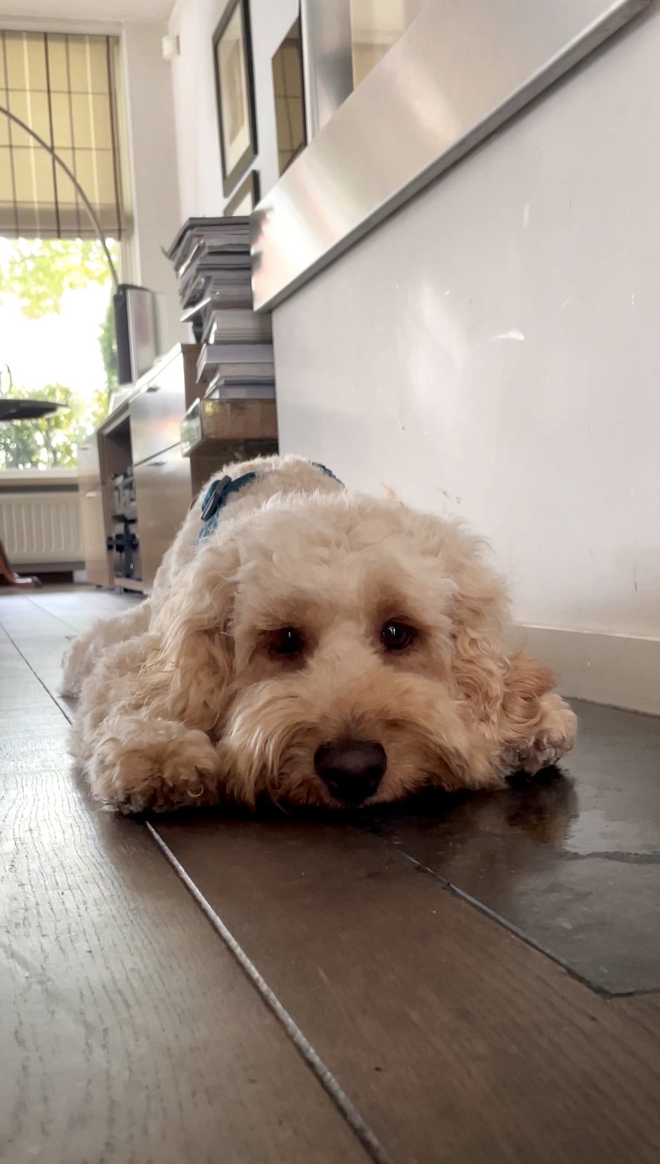 Zoë, pet sitter in Amsterdam, photo 1