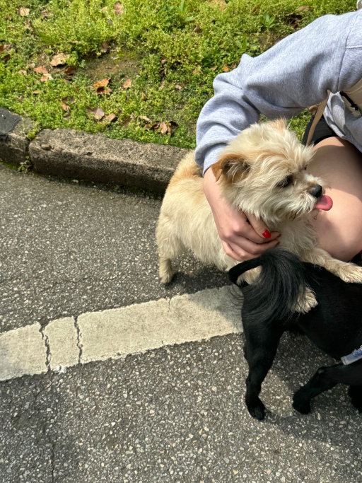 Yushan, pet sitter in Delft, photo 5