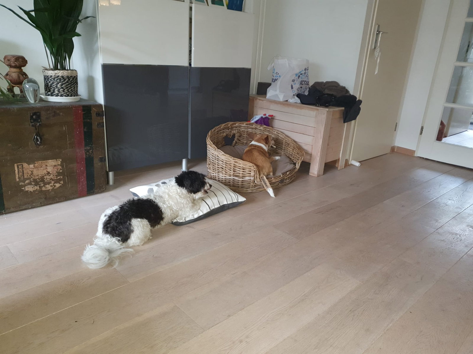 Bram, dierenoppas in Alphen aan den Rijn, foto 5