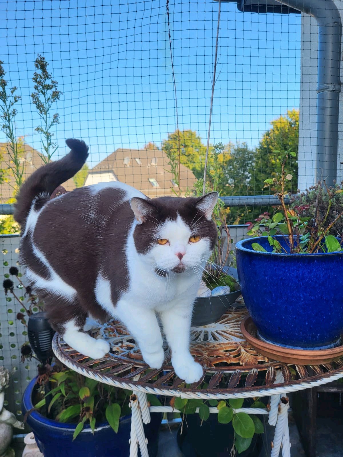 Annika, Tiersitter in Leverkusen, Foto 5