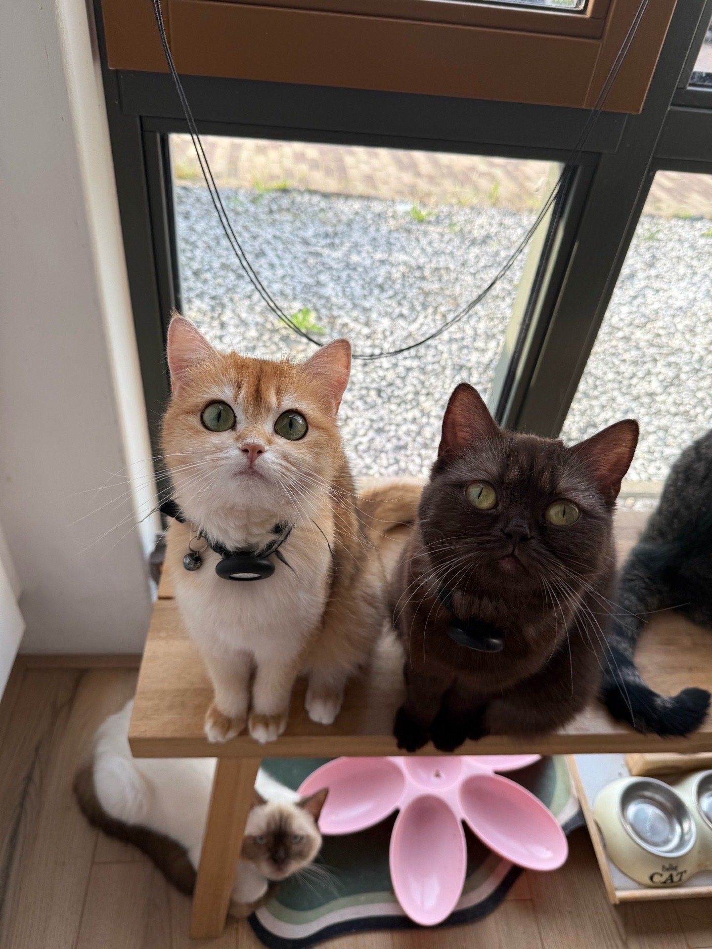 Emma, pet sitter in Sambeek, photo 3