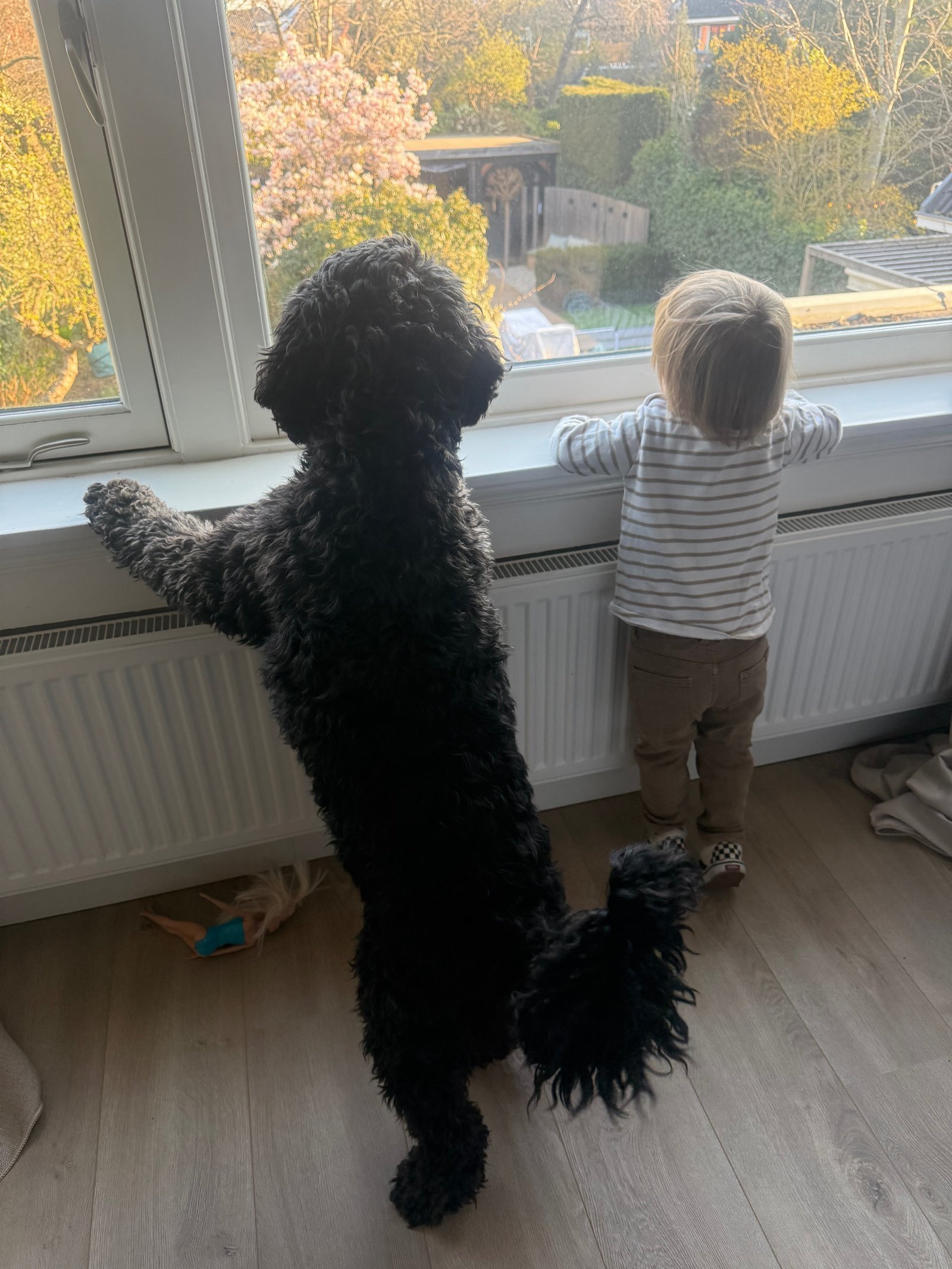 Babette, pet sitter in Heemstede, photo 1