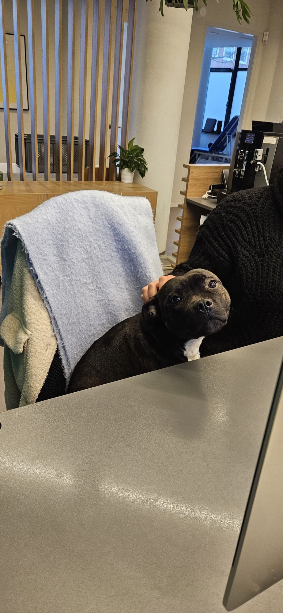 Patrīcija, pet sitter in Amsterdam, photo 4