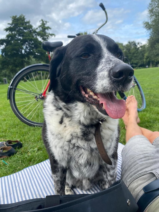 Ivo, pet sitter in Amsterdam, photo 3