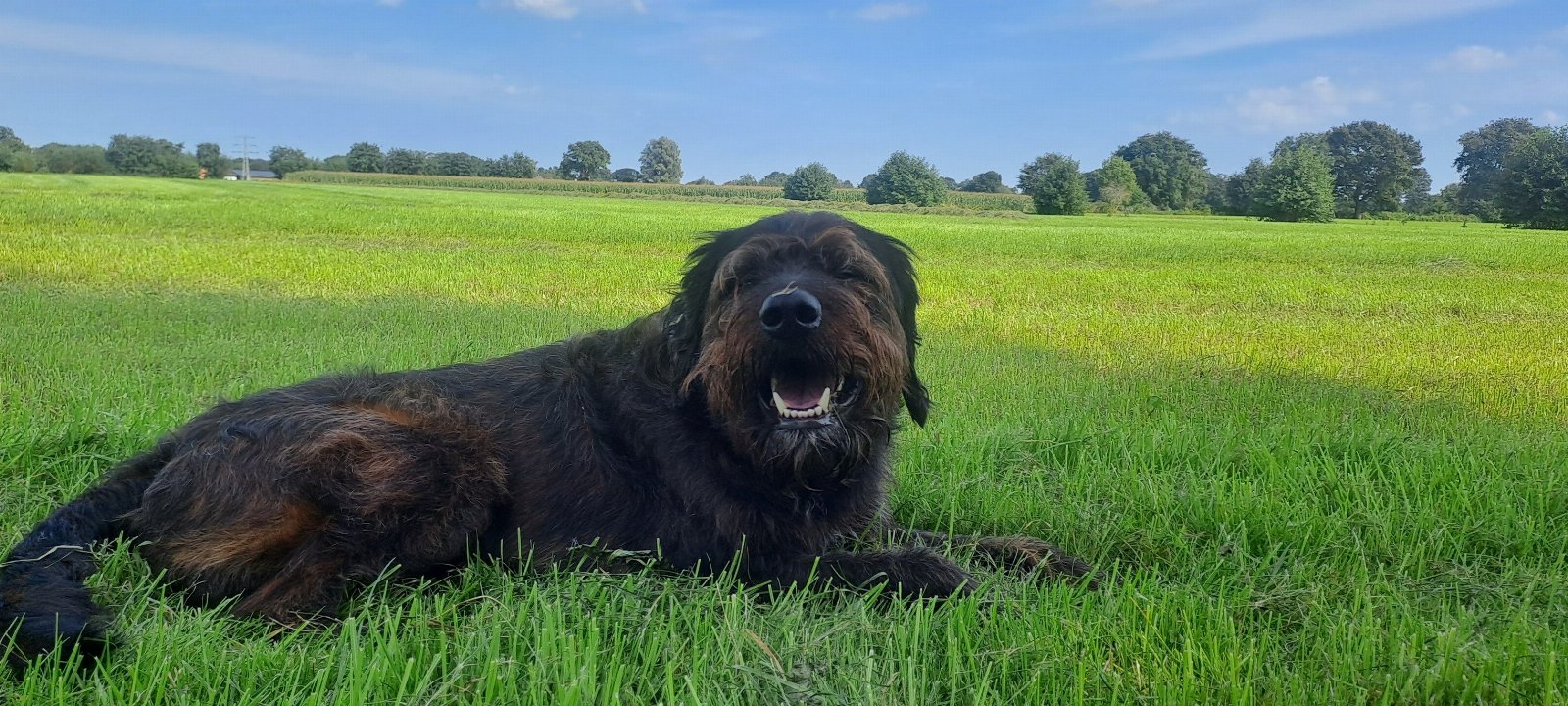 Sandra, pet sitter in Nijkerk, photo 4