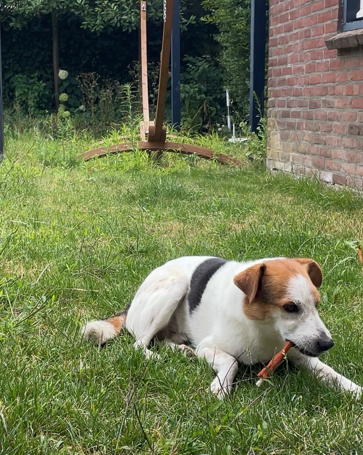 kiki, dierenoppas in Roermond, foto 4