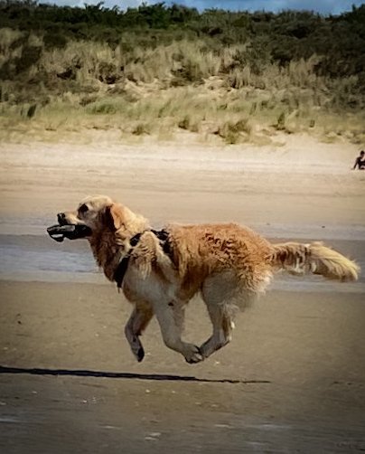 Yvonne, pet sitter in Alblasserdam, photo 2