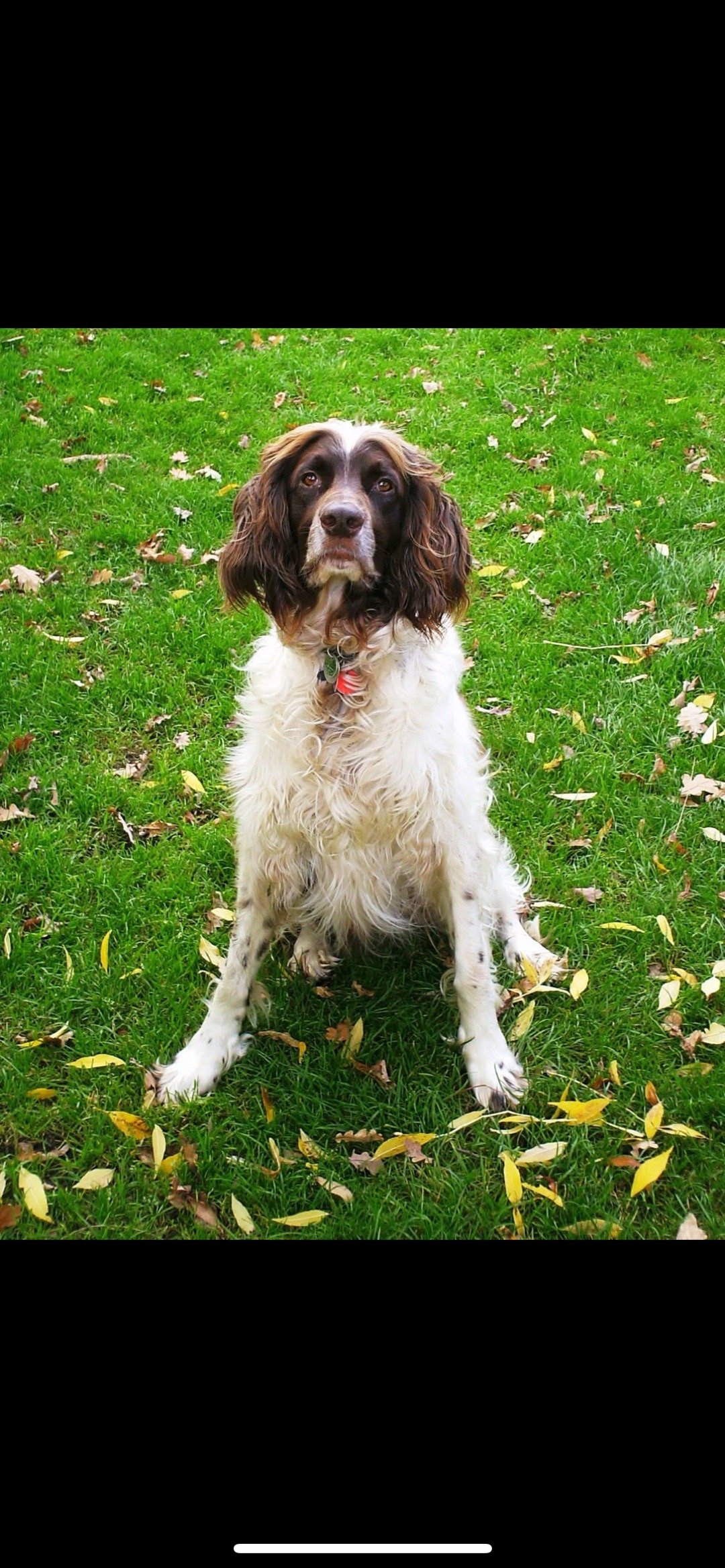 Evi, pet sitter in Goch, photo 2