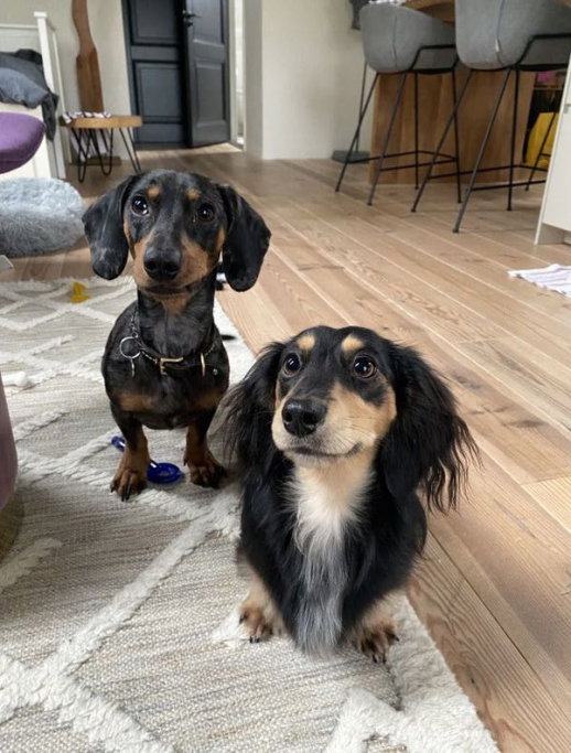 Theresa, pet sitter in Amsterdam, photo 1